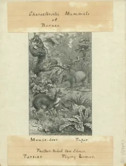 Russel: Characteristic Mammals of Borneo
