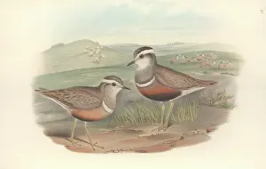 Plover: Charadrias morinellus, Eurasian dotterel