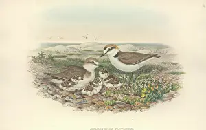 Kentish: Charadrius alexandrinus, Kentish plover