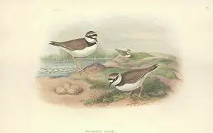 Plover: Charadrius dubius, little ringed plover
