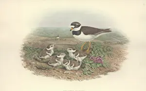 Plover: Charadrius hiaticula, common ringed plover