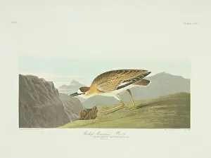 Plover: Charadrius montanus, mountain plover