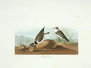Plover: Charadrius semipalmatus, semipalmated plover