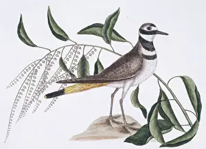 Plover: Charadrius vociferus, kildeer