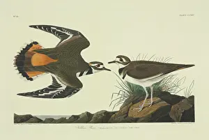 Plover: Charadrius vociferus, killdeer