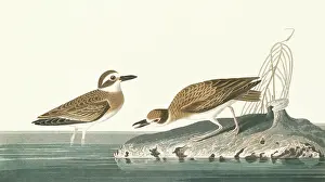Plover: Charadrius wilsonia, Wilson's plover
