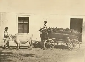 Groll: Charcoal wagon in Romanian-Szaszka