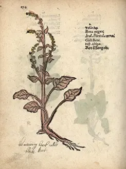 Chard: Chard, Beta vulgaris subsp. vulgaris