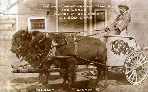 Calgary: Chariot buffalo team