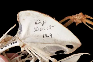Columbiformes: Charles Darwin's pigeons