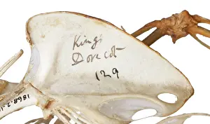 Columbidae: Charles Darwin's pigeons