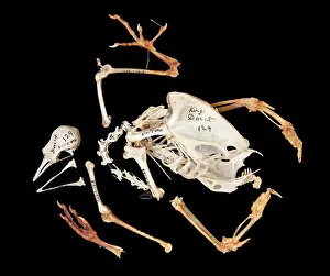 Columbidae: Charles Darwin's pigeons