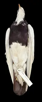 Columbidae: Charles Darwin's pigeons