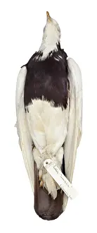 Columbidae: Charles Darwin's pigeons