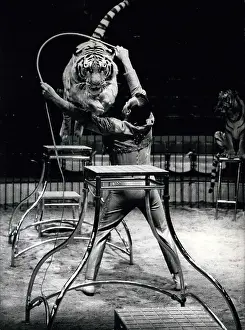 Charly: Charly Baumann with Siberian tiger, Circus Krone