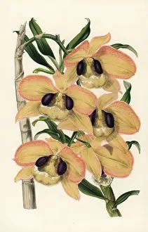 Dendrobium: Charming dendrobium orchid, Dendrobium pulchellum