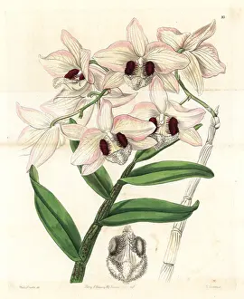 Dendrobium: Charming dendrobium orchid, Dendrobium pulchellum