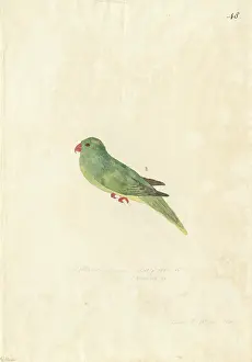 Arecaceae: Charmosyna palmarum, palm lorikeet