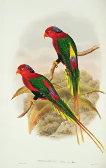 Parakeet: Charmosyna papou, Papuan lorikeet