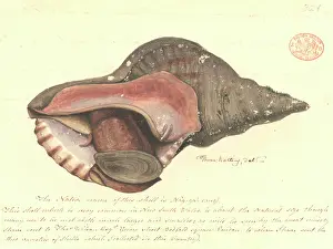 Triton: Charonia rubicunda, red australwelk