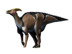 Lambeosaurinae: Charonosaurus dinosaur