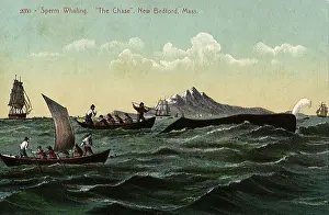 Whaling: The Chase