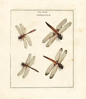 Dragonflies: Chaser and darter dragonflies