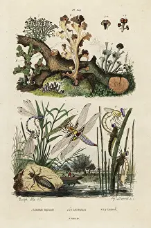 August Dumenil: Chaser, skimmer and lichens