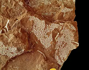 Ordovician: Chasmatopora furcata eichwald, bryozoan