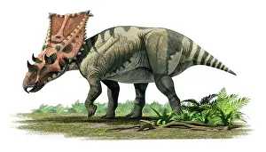 Chasmosaurus: Chasmosaurus belli, a ceratopsian of the Late Cretaceous ?