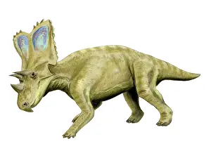 Chasmosaurus: Chasmosaurus dinosaur
