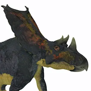 Ceratopsian: Chasmosaurus dinosaur head