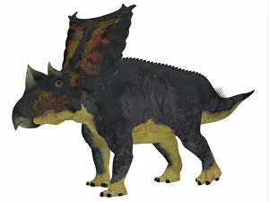 Ceratopsian: Chasmosaurus dinosaur, side profile