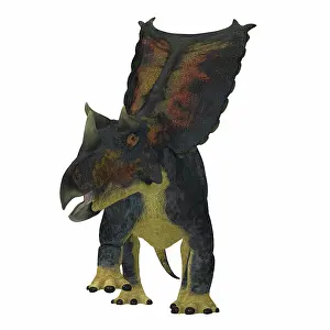 Ceratopsian: Chasmosaurus dinosaur, front view