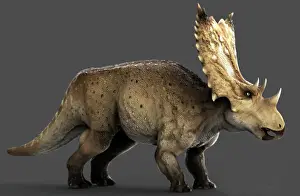 Maastrichtian: Chasmosaurus dinosaur, side view on gray background