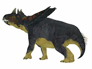 Ceratopsian: Chasmosaurus dinosaur on white background