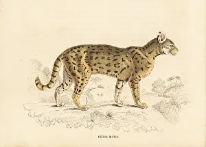 Leopardus: Chati, Felis mitis