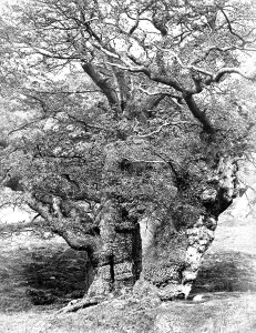 C1864: Chatsworth House, Park, Oak Study c1864