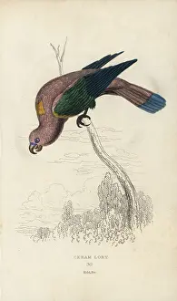 Lauder: Chattering lory, Lorius garrulus