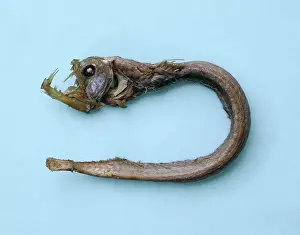 Dragonfish: Chauliodus sloani, viperfish