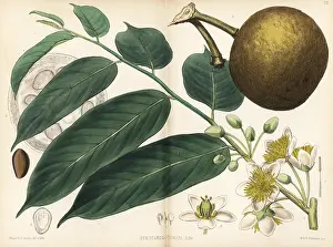 Odorata: Chaulmoogri or petarcurrah, Gynocardia odorata