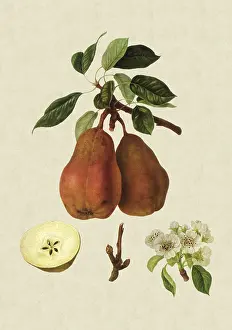 Pyrus: Chaumontel Pears