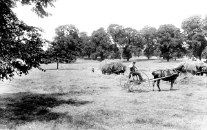 Cheam: Cheam, Haymaking in Nonsuch Park 1925