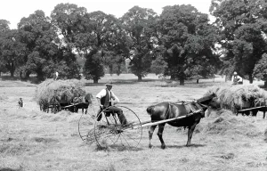 Cheam: Cheam, Haymaking in Nonsuch Park 1925