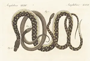 Engraved Plates: Checkered keelback and other exotic snakes of India