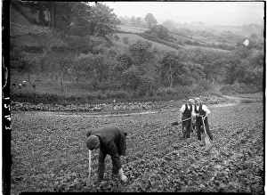 Sedgemoor: CHEDDAR, SEDGEMOOR, SOMERSET