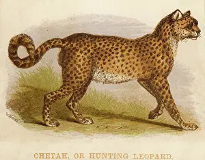 Cheetah: Cheetah
