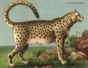 Cheetah: Cheetah