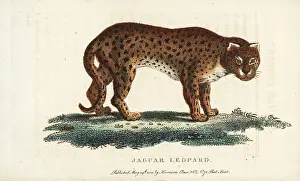Acinonyx: Cheetah, Acinonyx jubatus