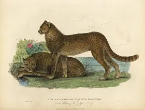 Smellie: Cheetah, Acinonyx jubatus